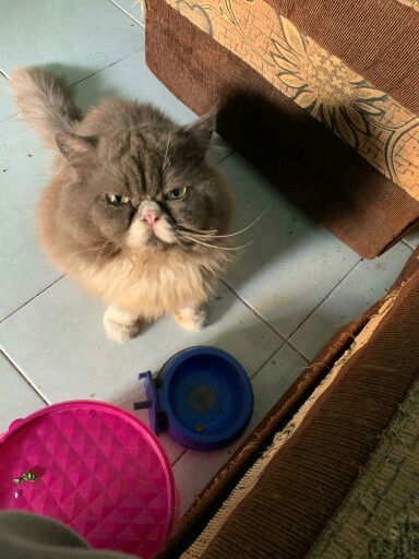 Mayangsari putri profile icon