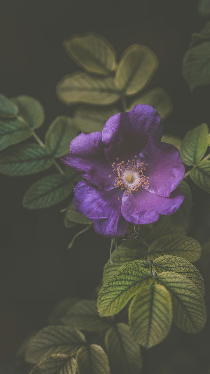 Awanda Kurnia profile icon