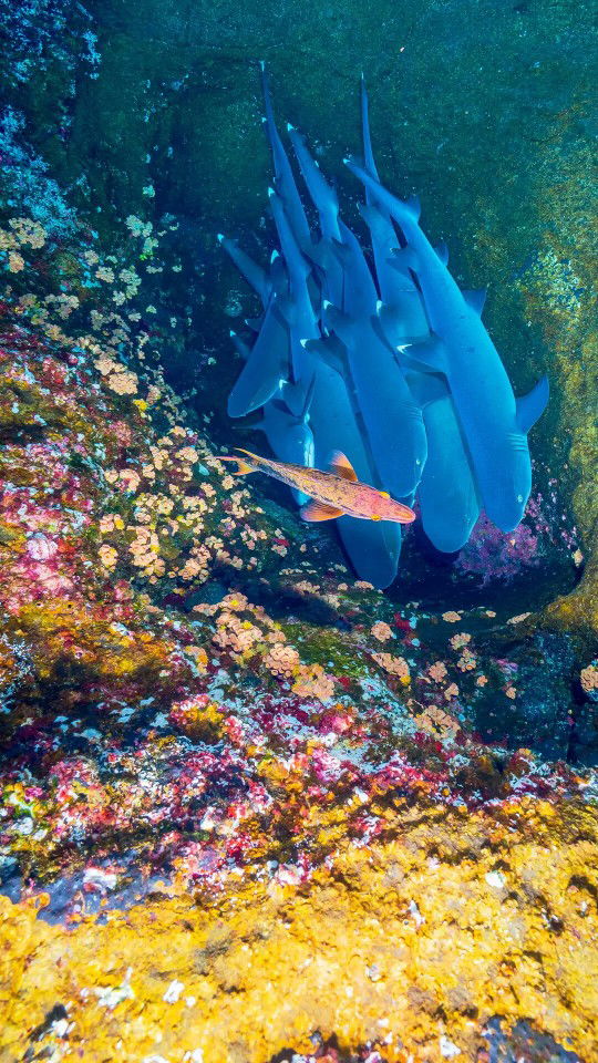 kholifah profile icon