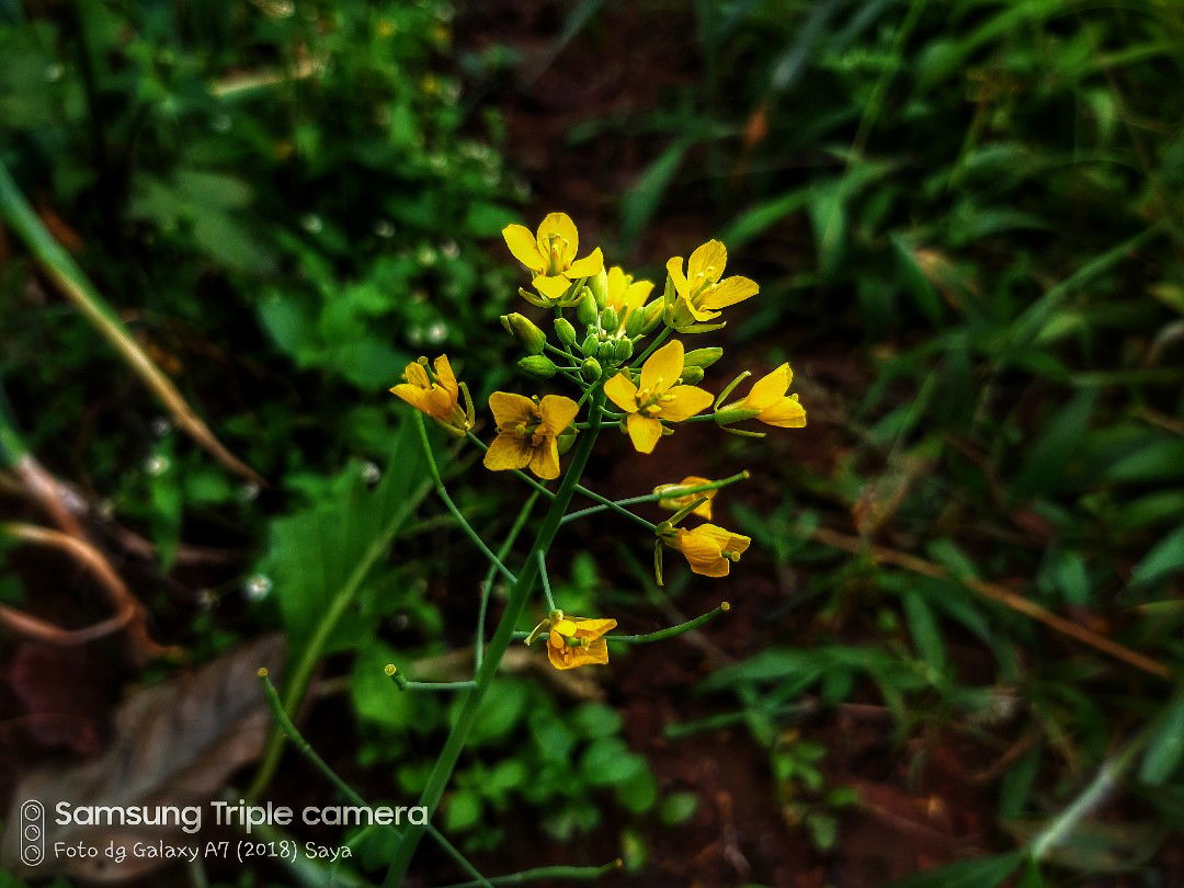 Marlina profile icon