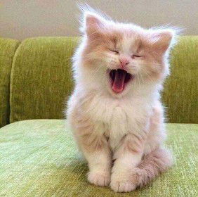 siti kholifah profile icon