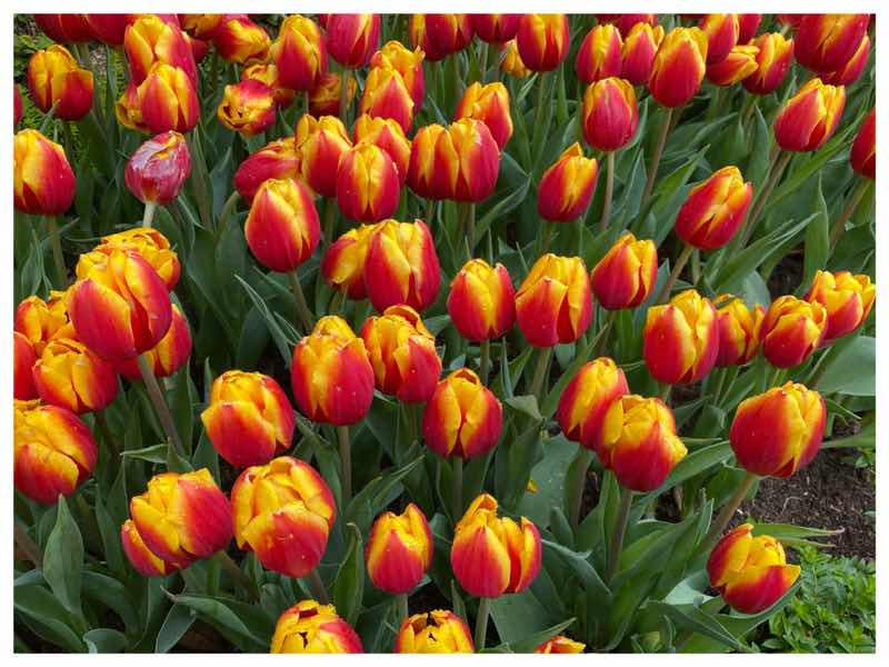 Som Panch profile icon