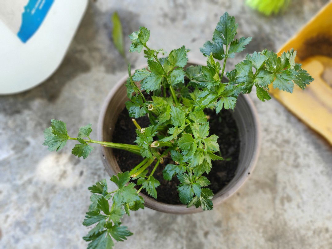 Natalia profile icon