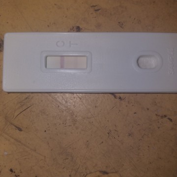 pregancy