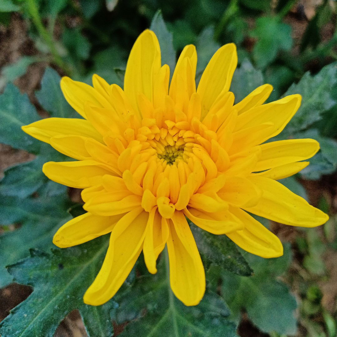 Ayu Retna profile icon