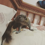 มูมี profile icon