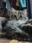 NOR ASMIDA profile icon