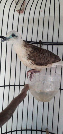 Janatin Firdaus profile icon