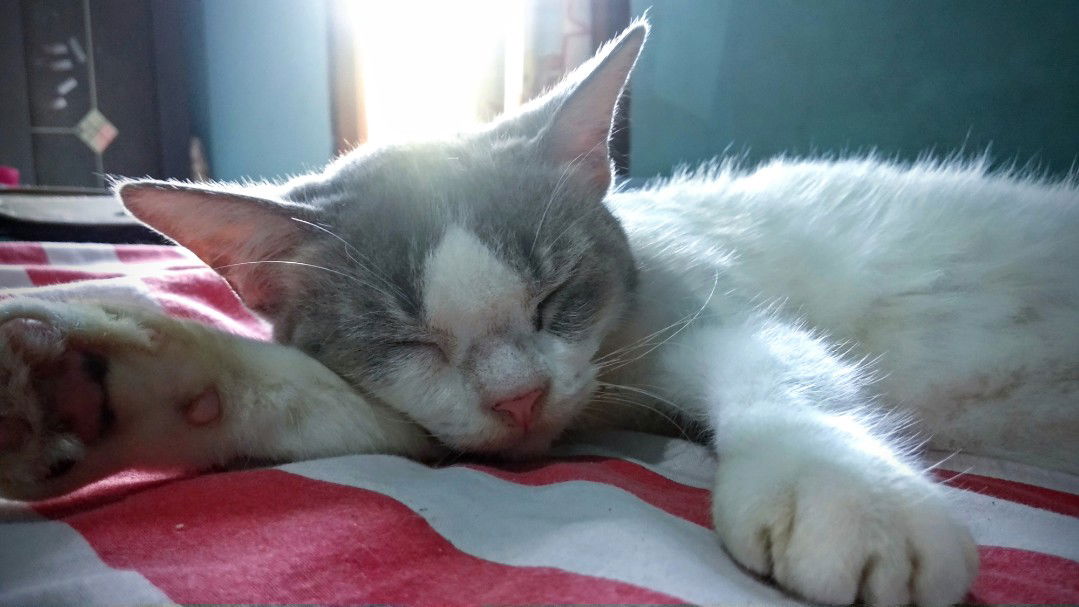 Veran Octavia profile icon