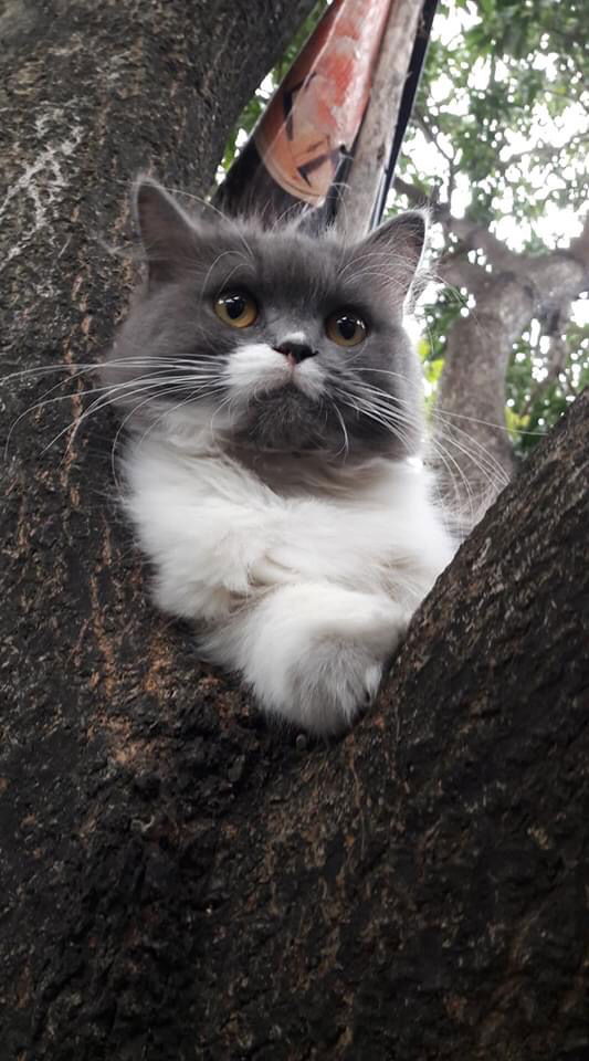 Sittichi Jantapich profile icon