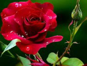 indri susanti profile icon