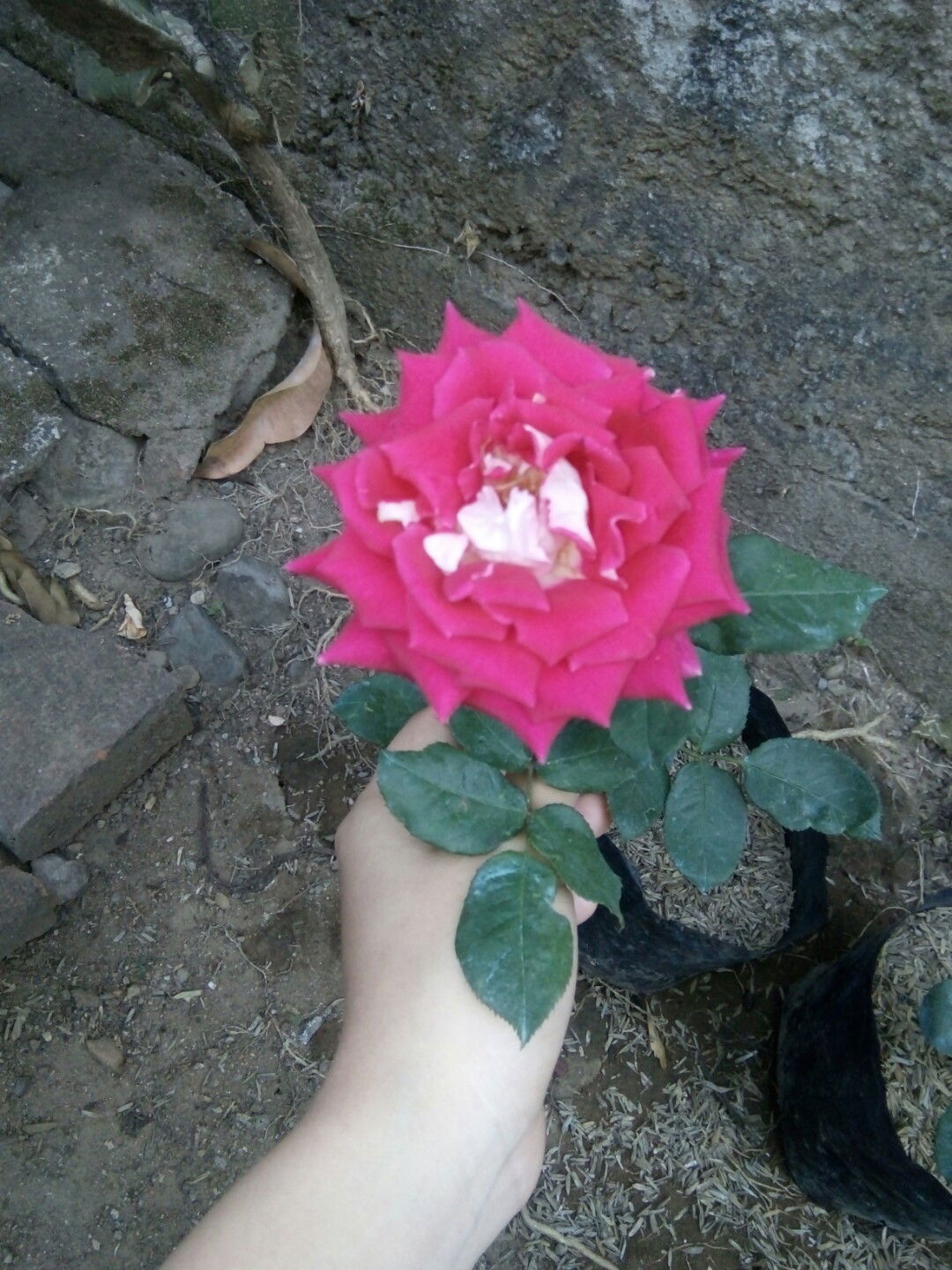 Anisa Dewi profile icon