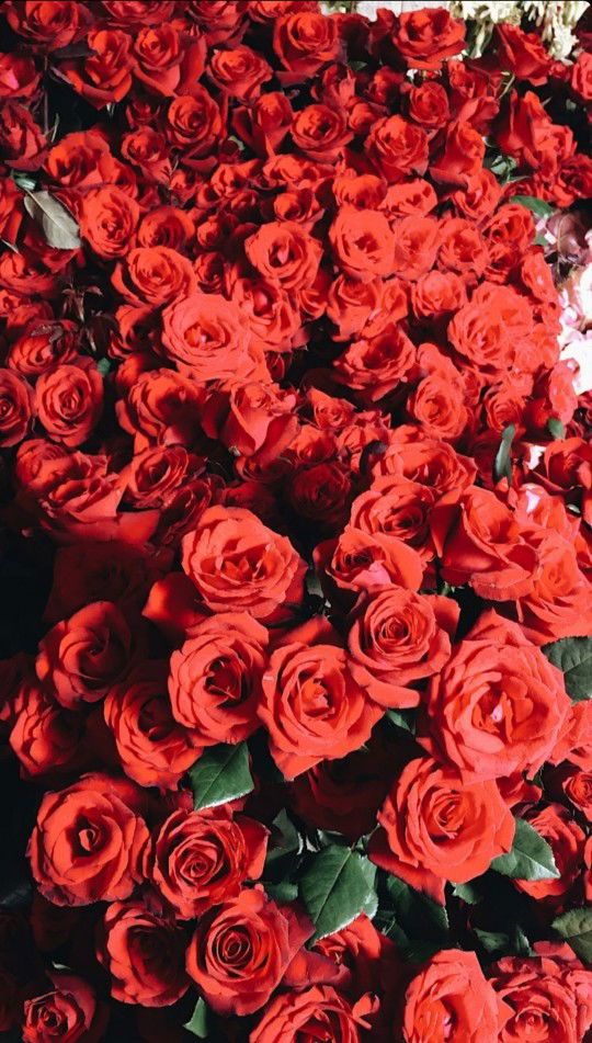 ditakusuma profile icon