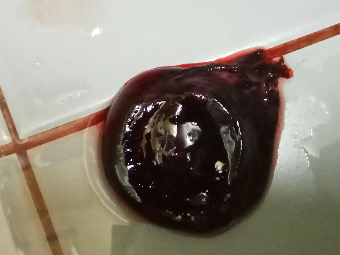 drh beku kndungan 16wk...