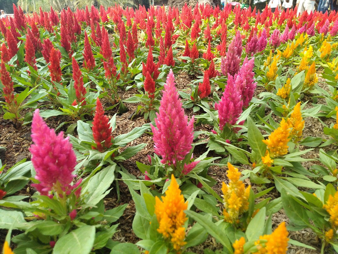 sirinapa profile icon