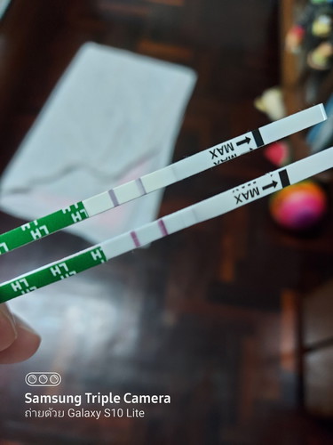 ตรวจหาวันไข่ตก