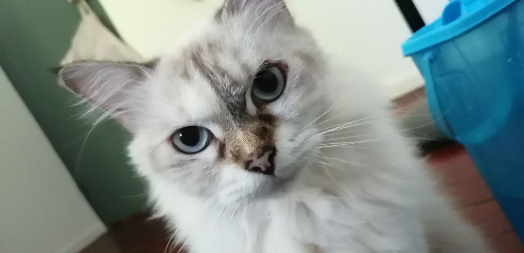 Babygirl profile icon