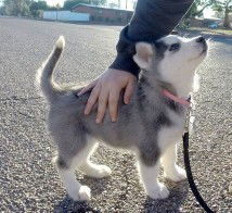 reza pustika profile icon