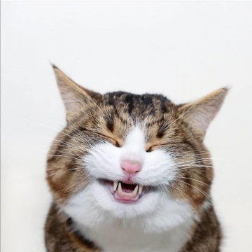 Sasiwan Nat profile icon