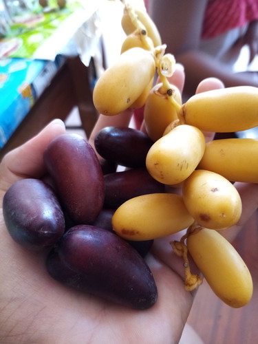 อินทผาลัม