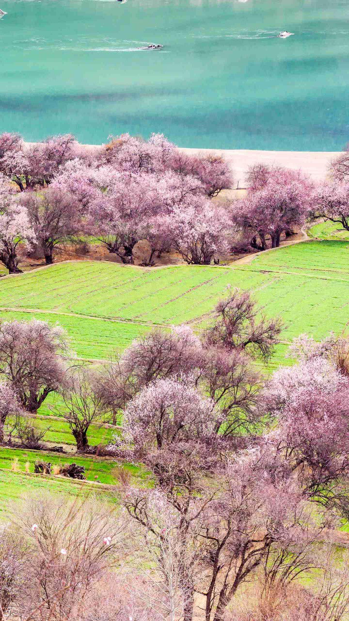 princess profile icon