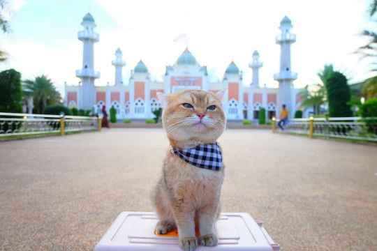 Sarina Hayitayeh profile icon