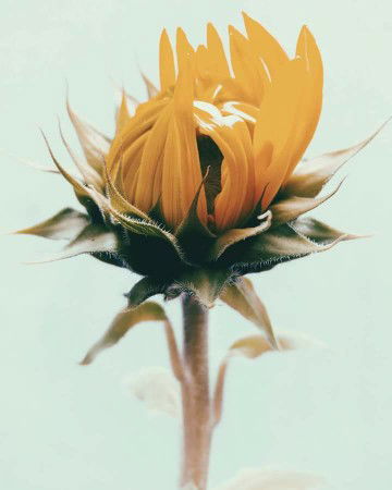 Mommy Stephie profile icon