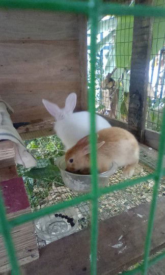 Noorhidayah Amy profile icon