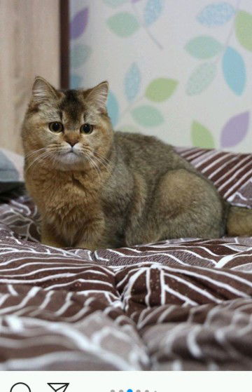 Azizah Nuza profile icon