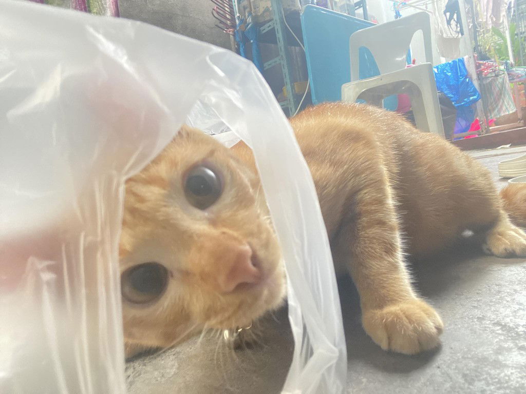 Ning Jutamas profile icon