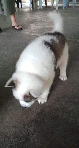 namkang profile icon