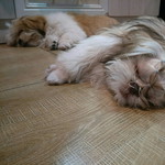 Fhon Nitchapat profile icon