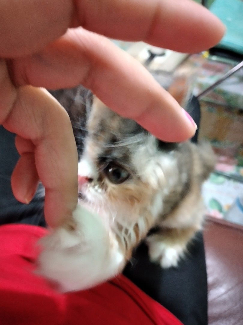 มายตัวบอ profile icon