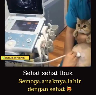 kocheng Oren aja USG