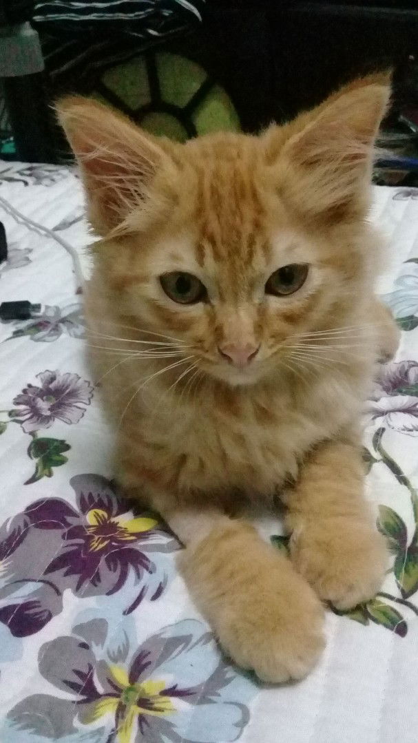 Farah Diana profile icon