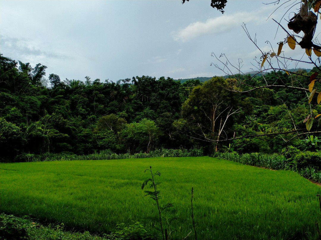 Naw Mi Janu profile icon