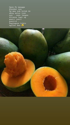 mangga alpukat