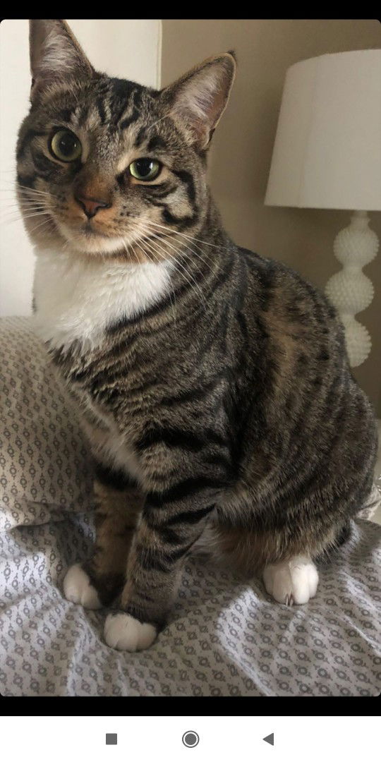 Sri Sari Attas profile icon