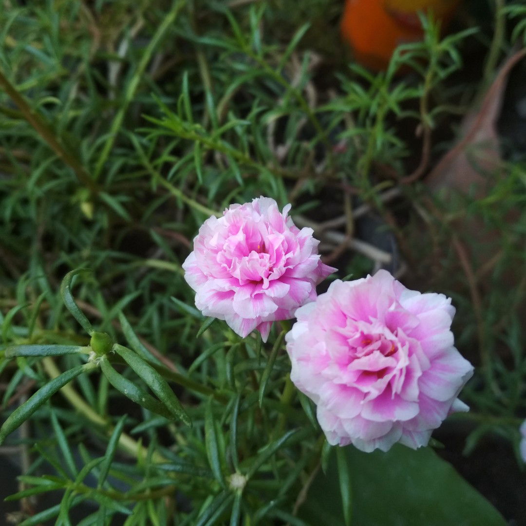 Nunung (Ummu Shafa) profile icon