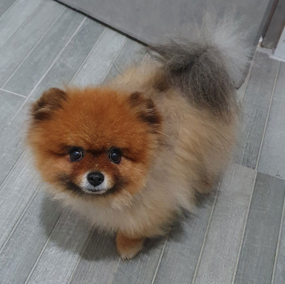 peliharaan lebih perhatian saat kita hamil