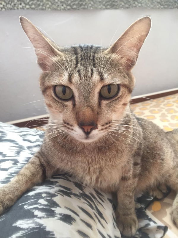 ciko ku profile icon