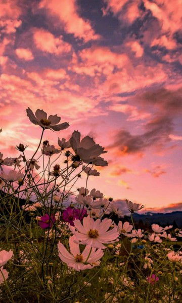 mummy fg profile icon