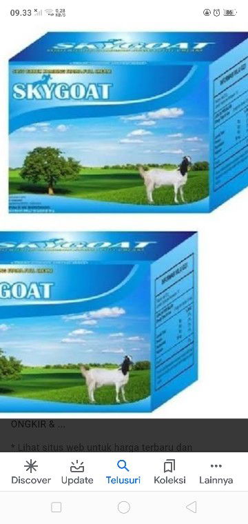 minum susu kambing etawa