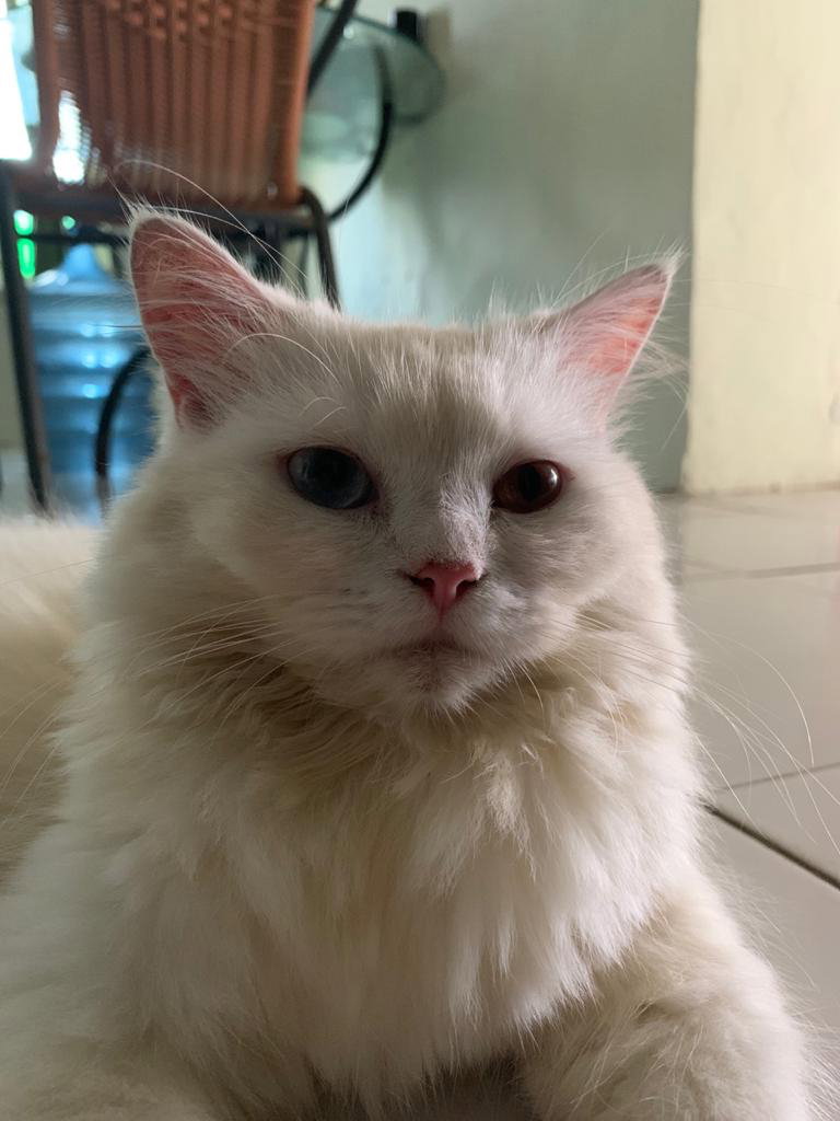 Vinia Octaviani profile icon