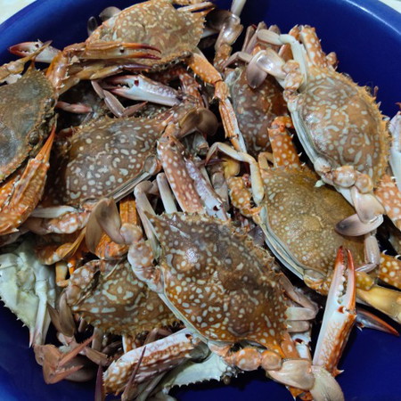 Kepiting Rajungan