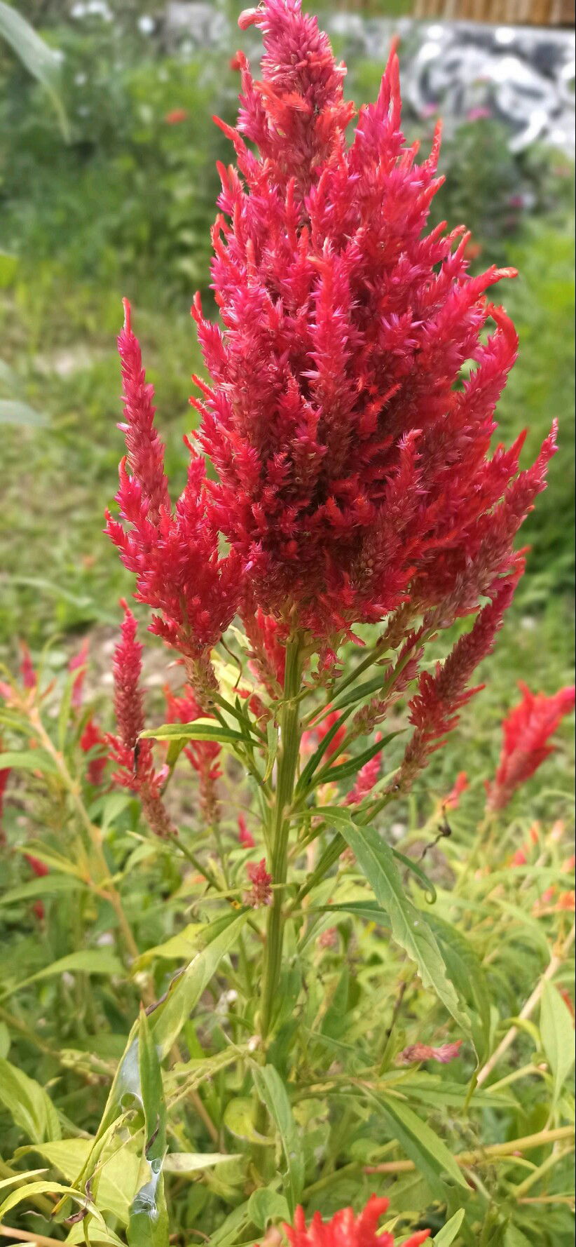 shinta safitri profile icon