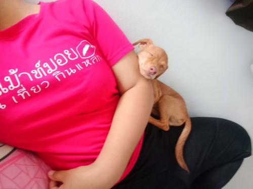 คนท้องกับน้องหมา
