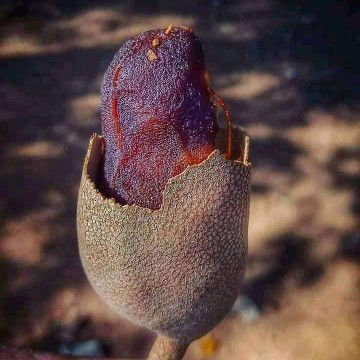 leoni gustine profile icon