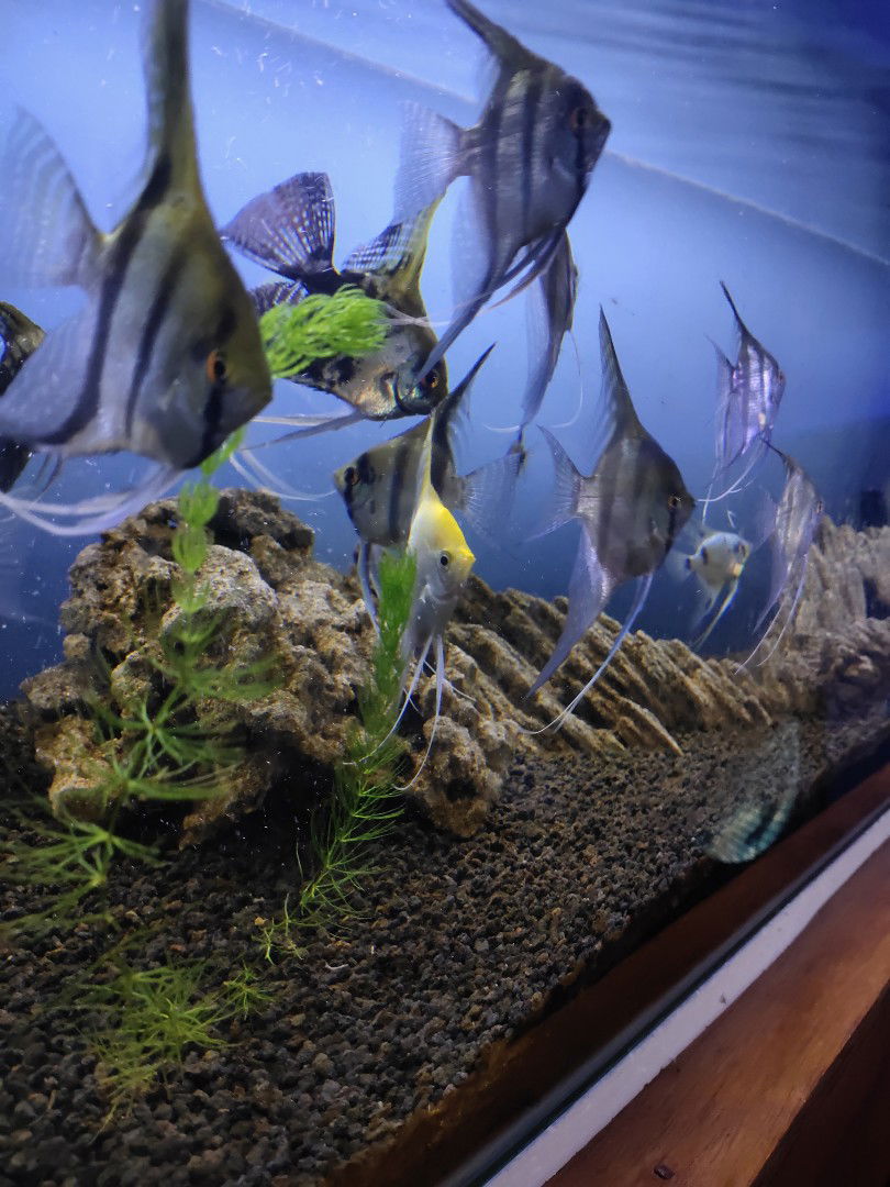 Erlin Efendi profile icon