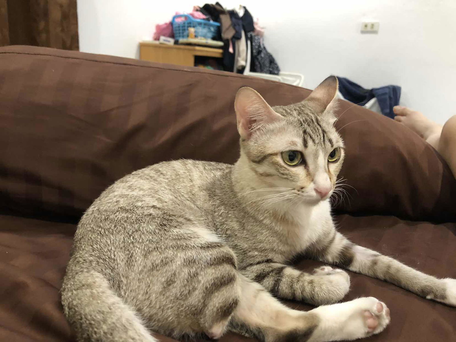 Plaifon profile icon